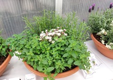 Several varieties in one container at Hishtil. 